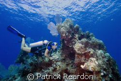 Our dive guide, Kate, from Indigo Divers, points out crit... by Patrick Reardon 
